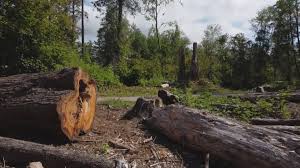 How Our Tree Care Process Works  in  Hartford City, IN